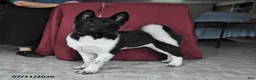 Akita dogs for sale: Sparkle - Ad 3