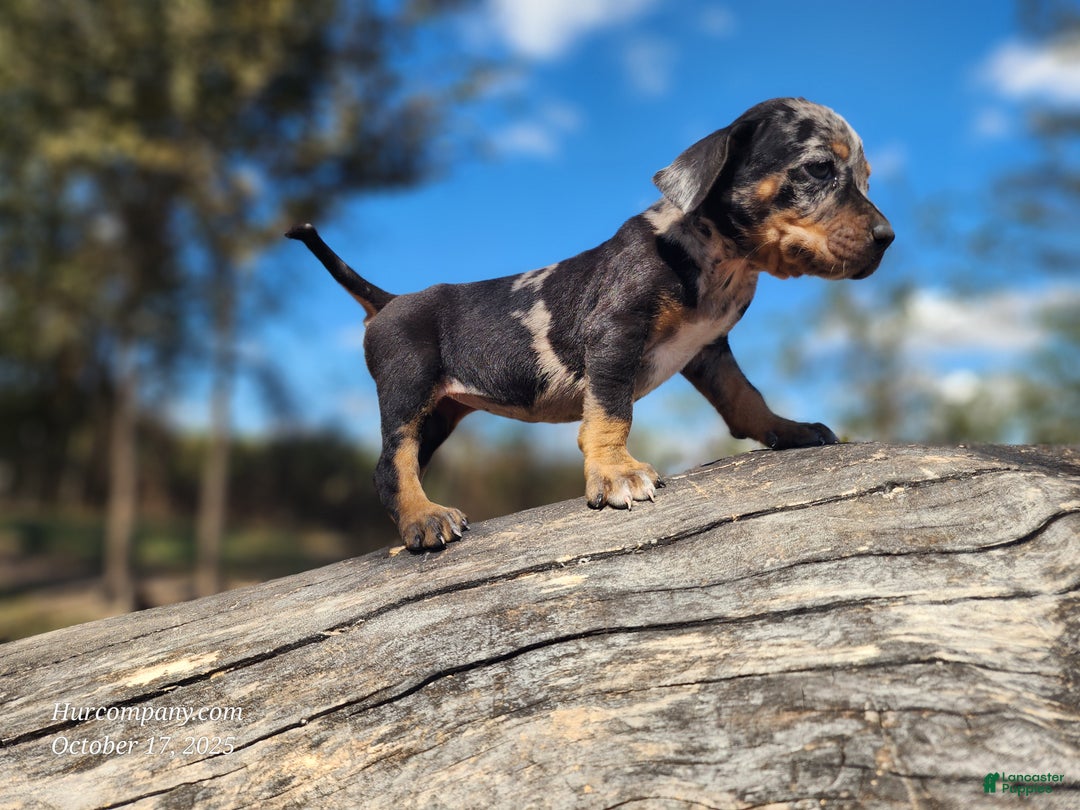 Catahoula Leopard Dog dogs for sale: Houdini 2025 Female 3 - Ad 3