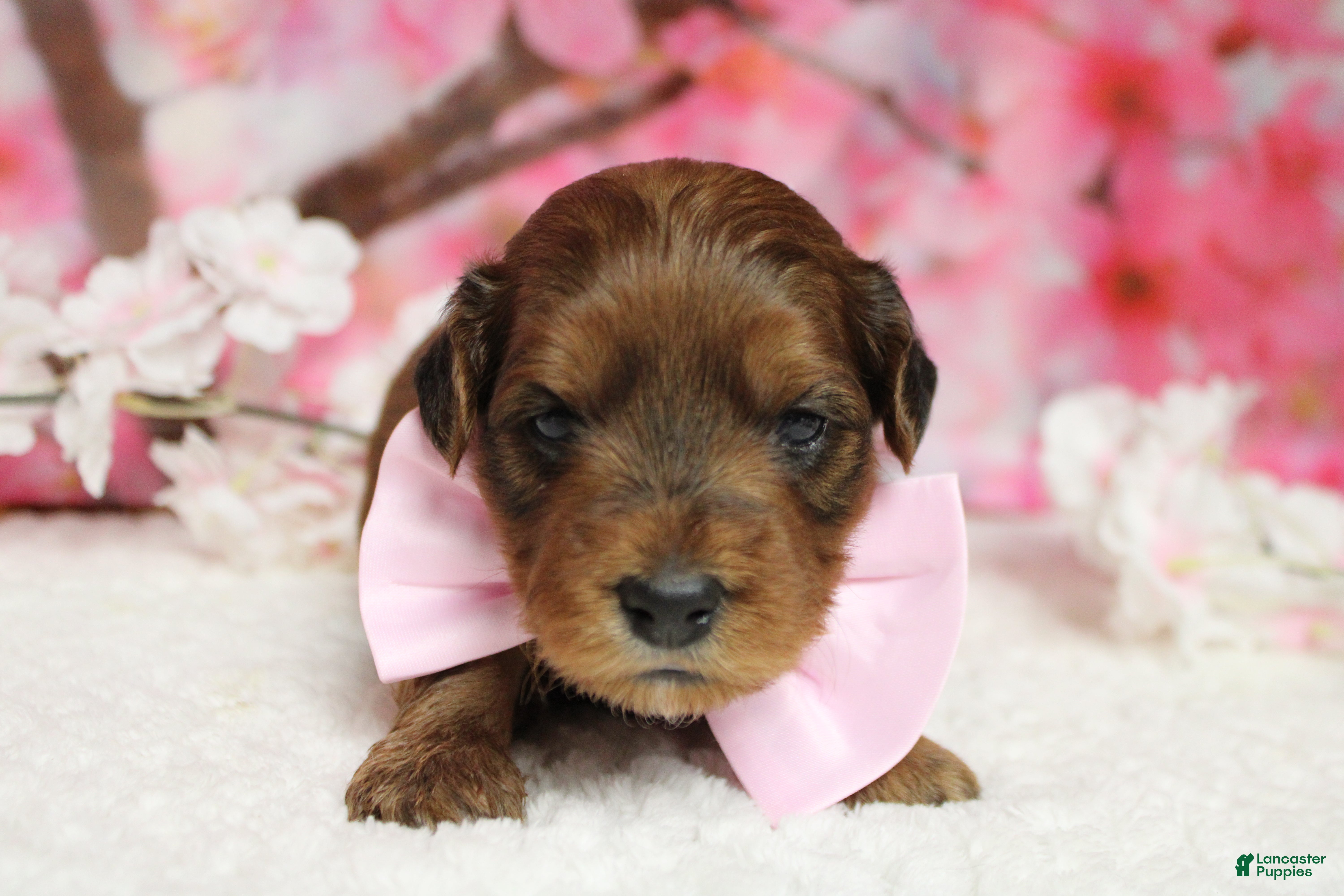 Yorkiepoo dogs Trusty - Ad 3