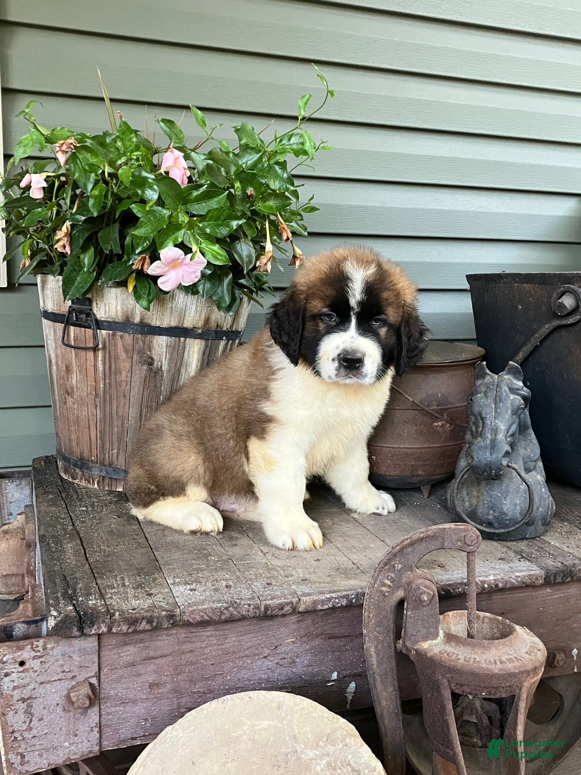 Saint Bernard dogs Buddy - Ad 30
