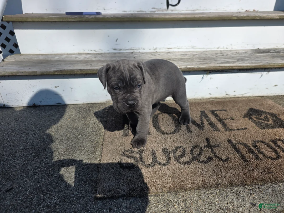Cane Corso dogs for sale: Cane Corso Puppy 7 - Ad 2
