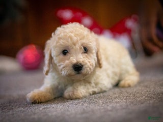 Bichpoo dogs Scarlett - Ad 30