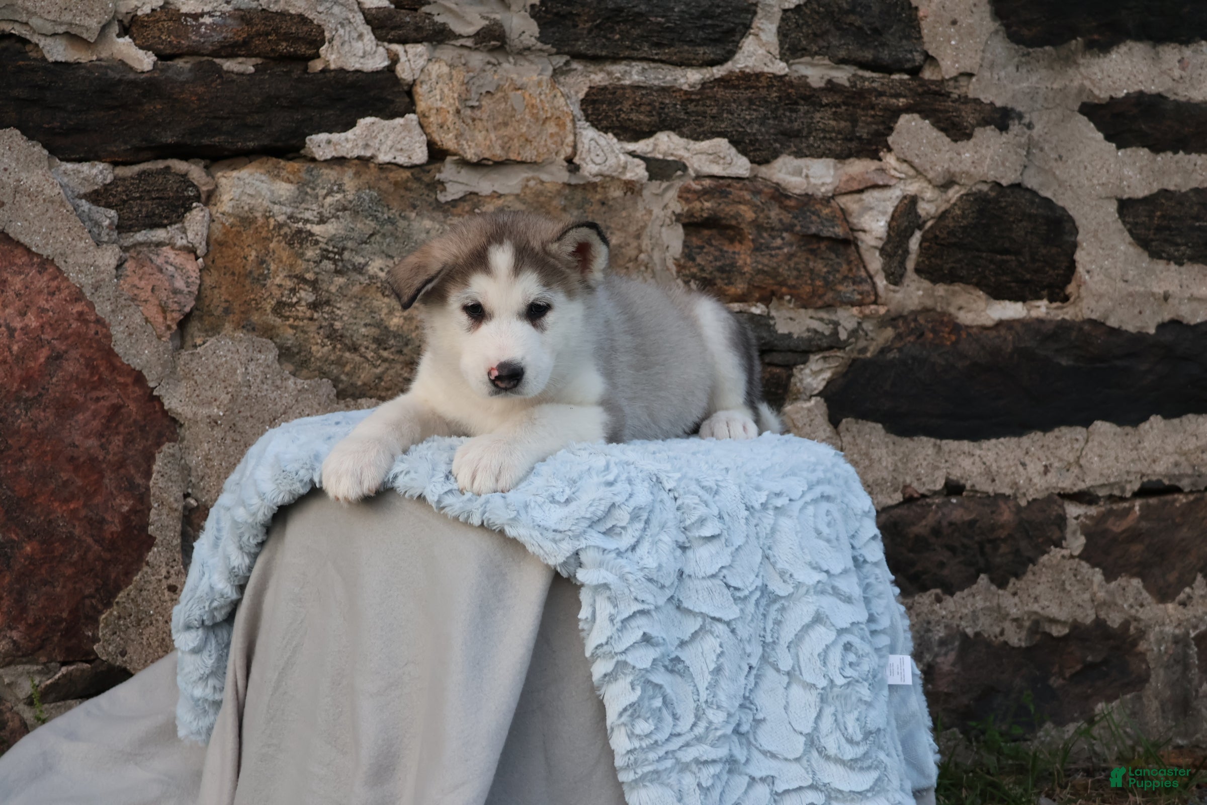 Alaskan Malamute dogs Stormy - Ad 1
