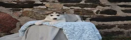 Alaskan Malamute dogs for sale: Stormy - Ad 3