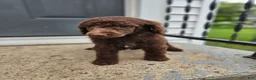 Standard Poodle dogs for sale: Jim Halpert - Ad 3