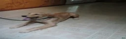 Golden Retriever dogs for sale: Golden Retriever 1 - Ad 32