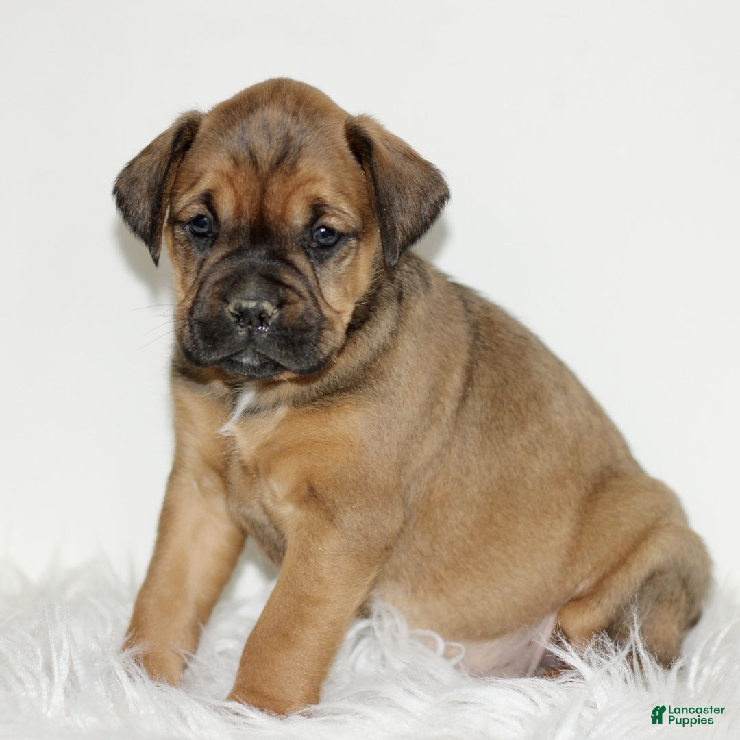 Mixed Breed dogs for sale: Dutchess  - Ad 2