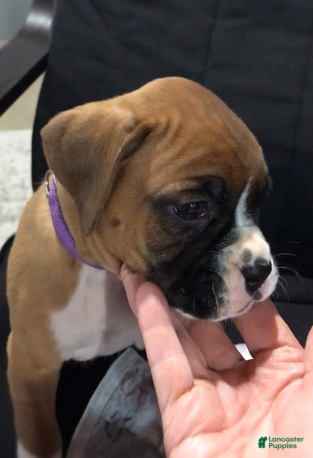 Boxer dogs for sale: Boxer Puppy 1 - Ad 1