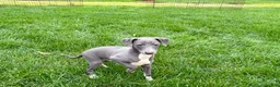 Italian Greyhound dogs for sale: Sadie  - Ad 2