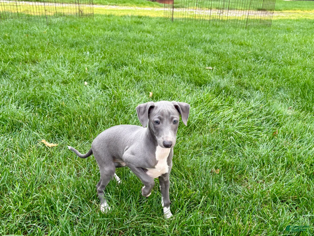 Italian Greyhound dogs for sale: Sadie  - Ad 2