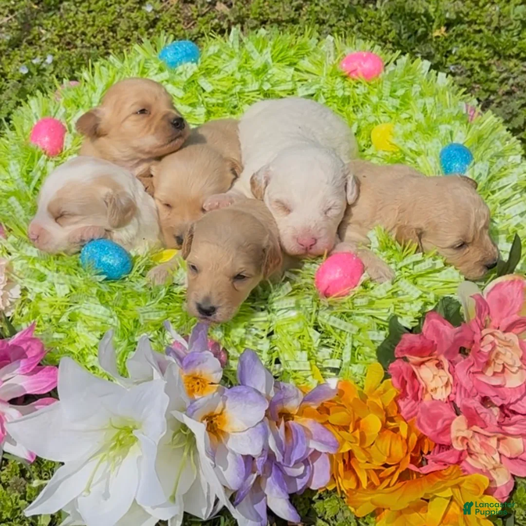 Mini Goldendoodle dogs for sale: Blossom  - Ad 12