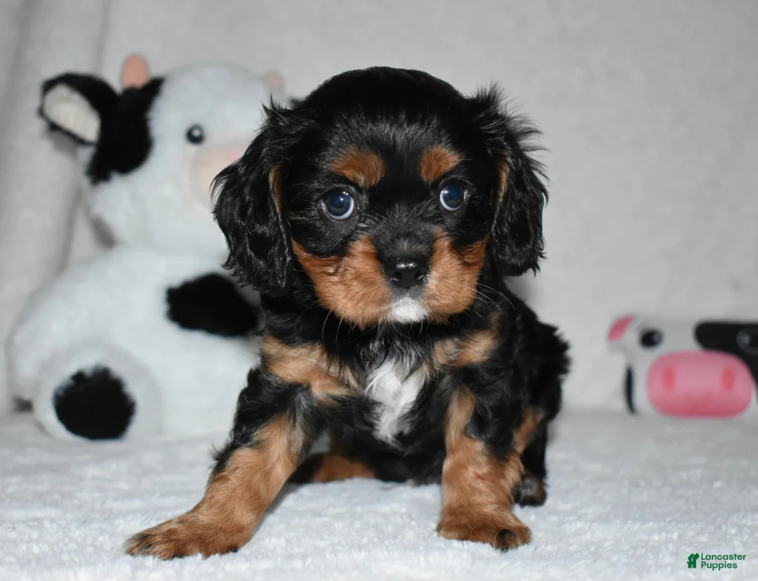 Cavalier King Charles Spaniel dogs for sale: Uzi  - Ad 2