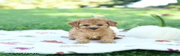 Toy Poodle dogs for sale: Spice - Ad 4