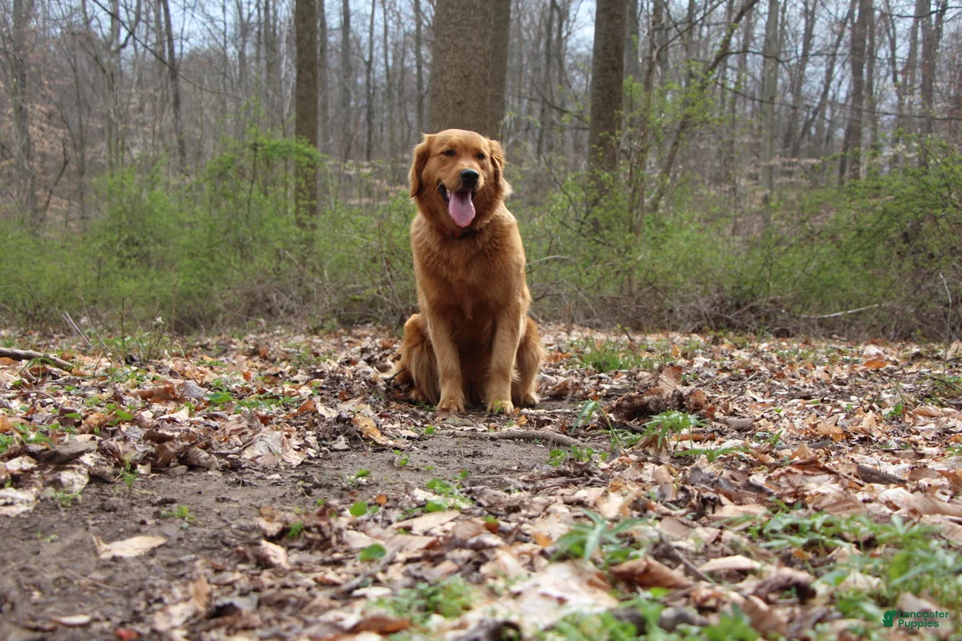 Golden Retriever dogs for sale: North - Ad 17