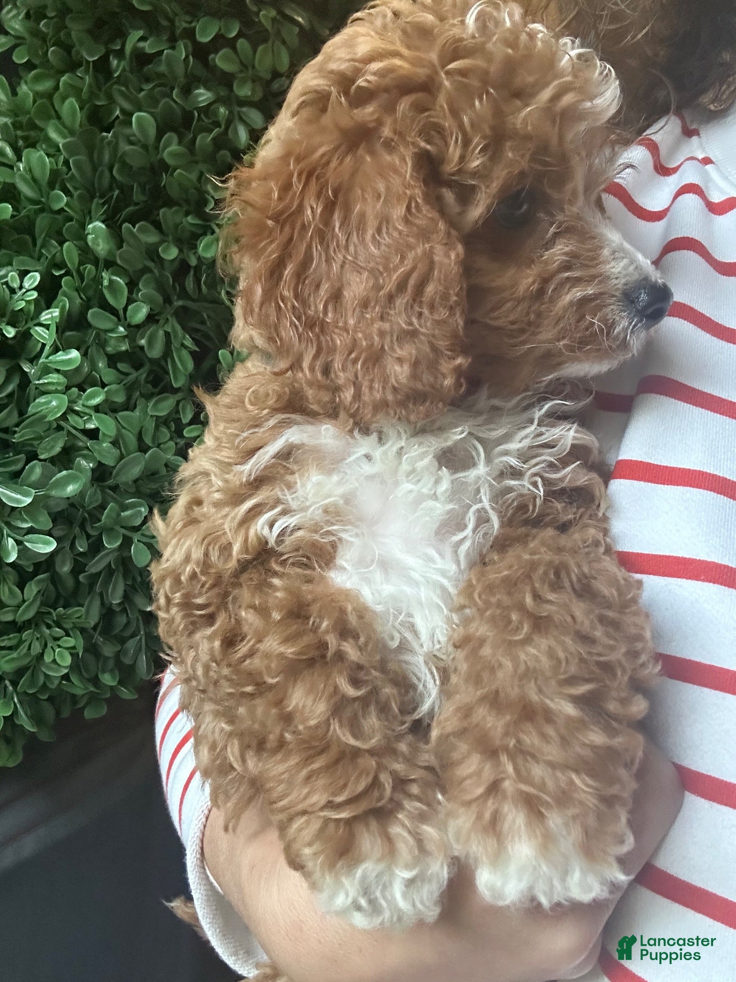 Cavapoochon dogs for sale: ❤️ Red Girly - Ad 2