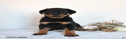 Rottweiler dogs for sale: Roxie - Ad 3