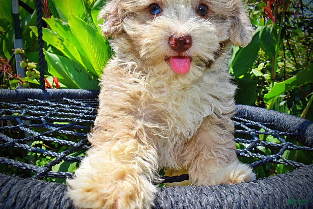 Havapoo dogs for sale: Espresso - Ad 2