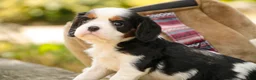 Cavalier King Charles Spaniel dogs for sale: Elliot - Ad 8