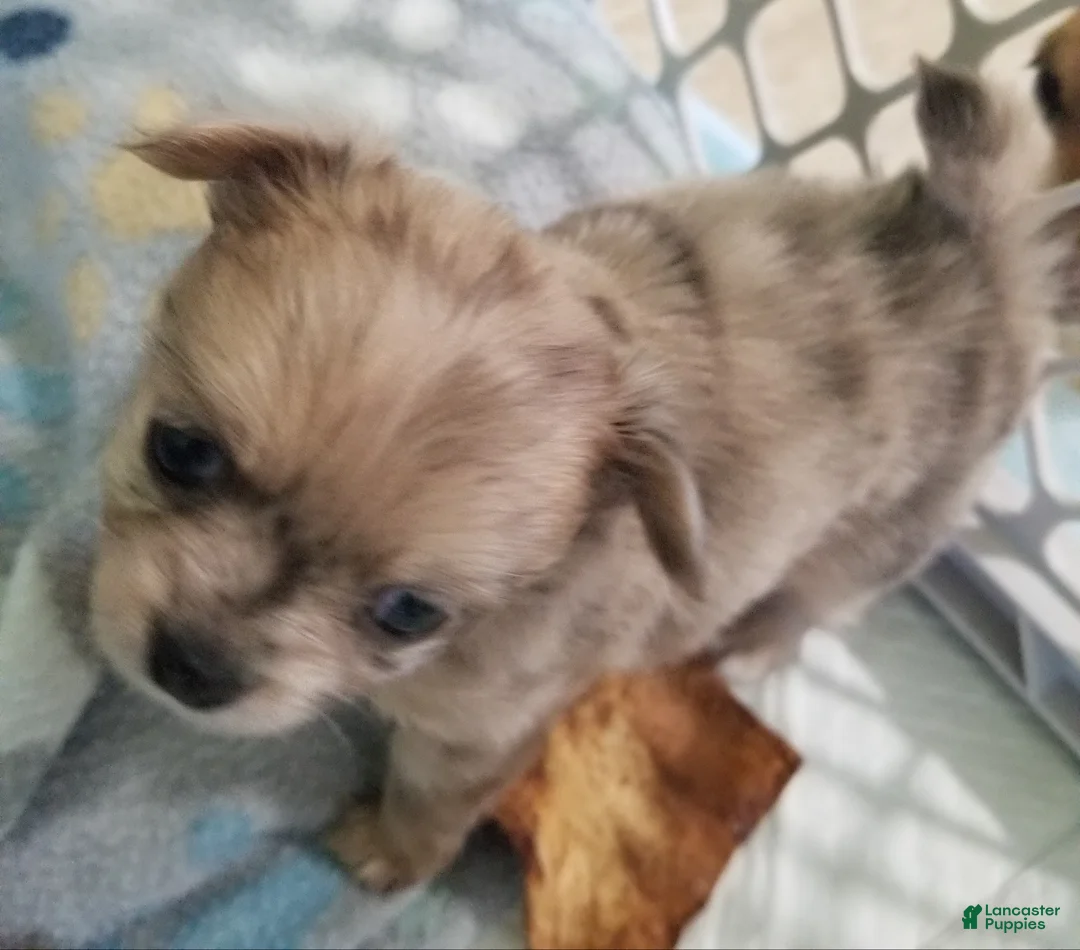Chihuahua dogs for sale: Chihuahua Puppy 2 - Ad 2