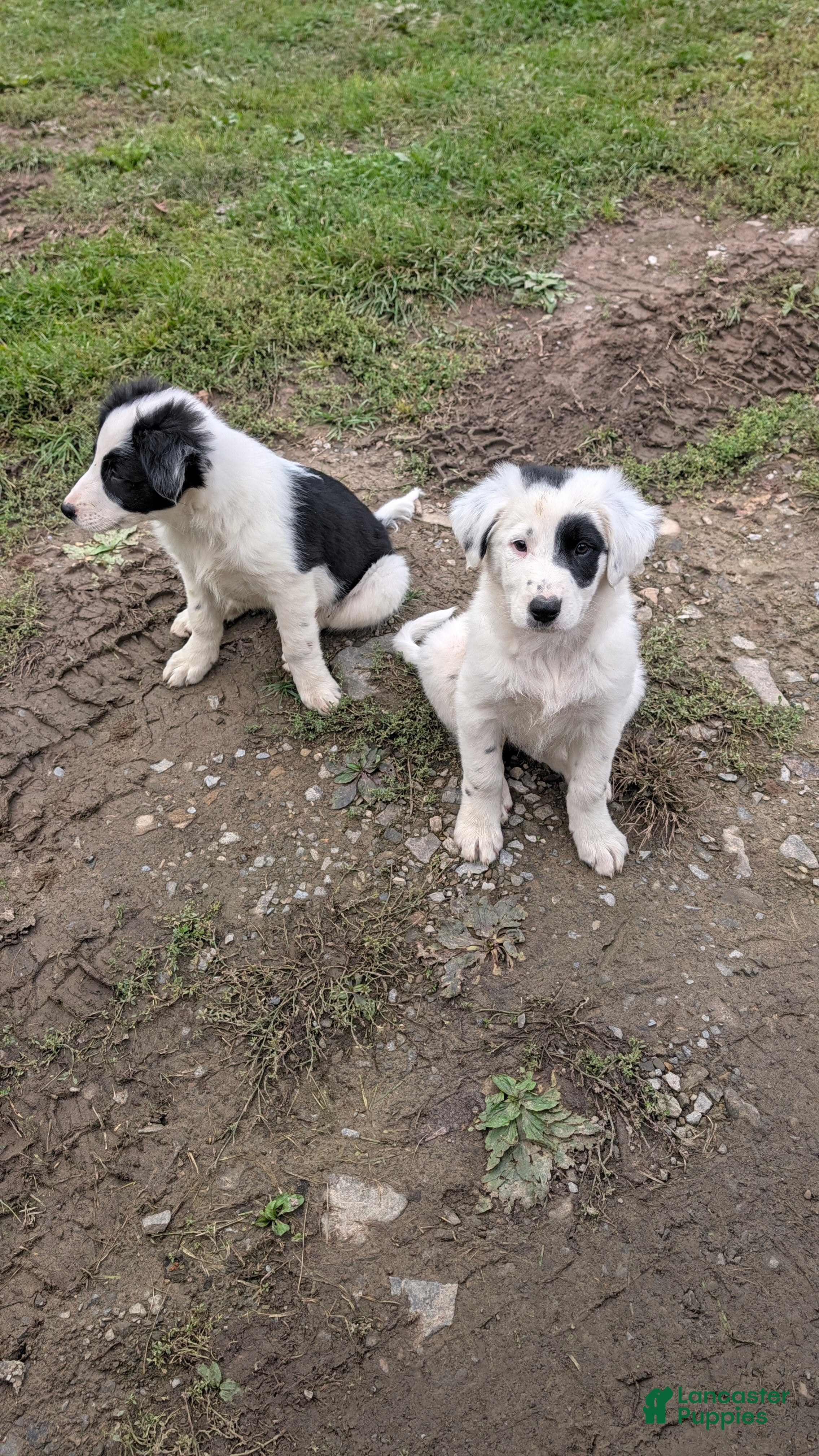 Mixed Breed dogs Deer - Ad 2