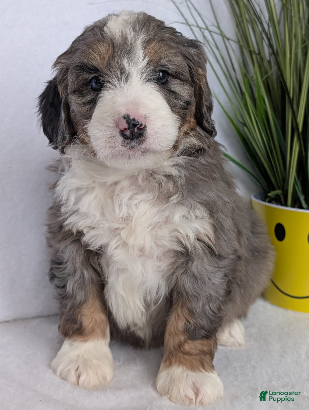 Mini Bernedoodle dogs for sale: Mini Bluey - Ad 7
