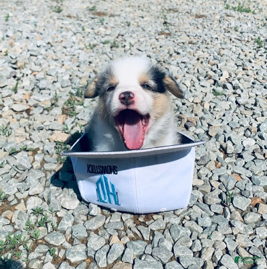 Gallery Image {{count}}