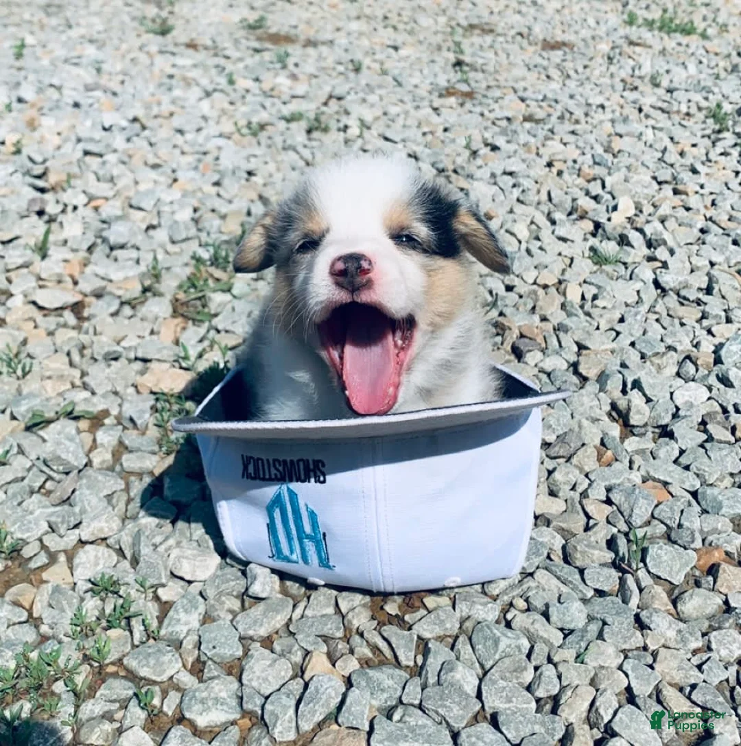 Gallery Image {{count}}