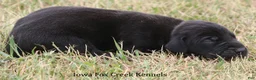 Great Dane dogs for sale: Scoundrel - Ad 3