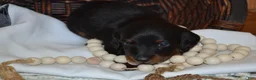 Dachshund dogs for sale: Shadow - Ad 1