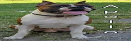 Boxer dogs for sale: Boxer Puppy 4 - Ad 3