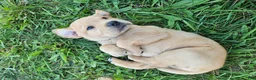 Labrador Retriever dogs for sale: Jack - Ad 3