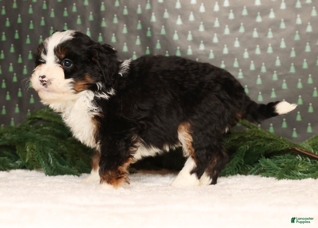 Mini Bernedoodle dogs for sale: Snickers - Ad 4
