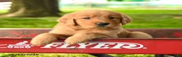 Golden Retriever dogs for sale: Chandler - Ad 1