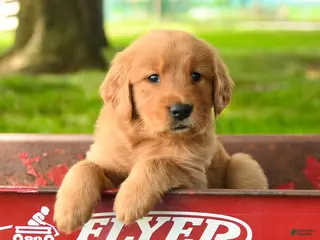 Golden Retriever dogs Chandler - Ad 5