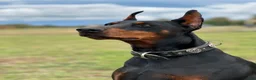 Doberman Pinscher dogs for sale: Black Velvet Abyss Ares (European) - Ad 4