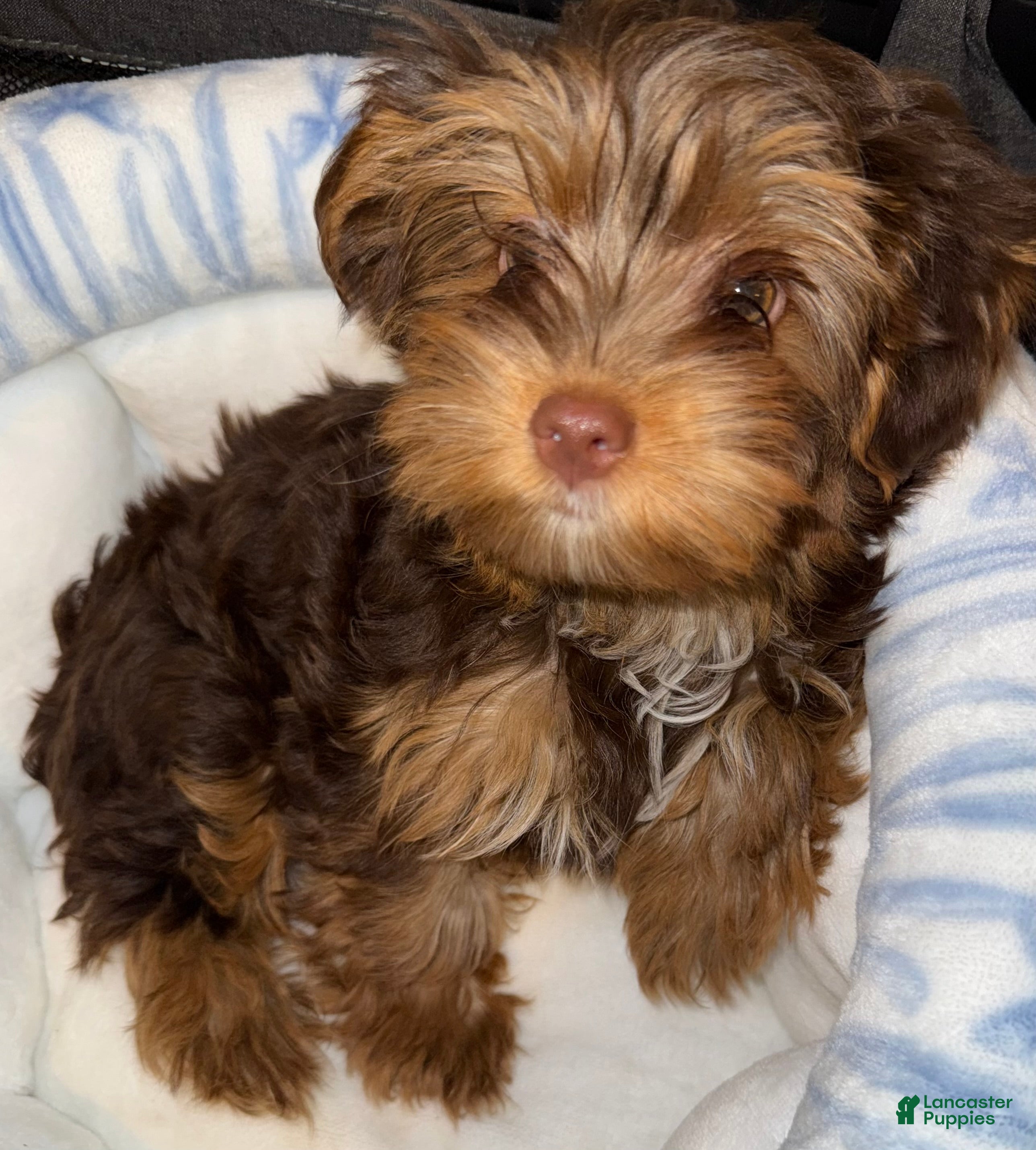 Yorkshire Terrier dogs Twix  - Ad 1
