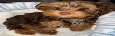 MALE-Twix 