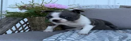 Boston Terrier dogs for sale: Luna - Ad 3