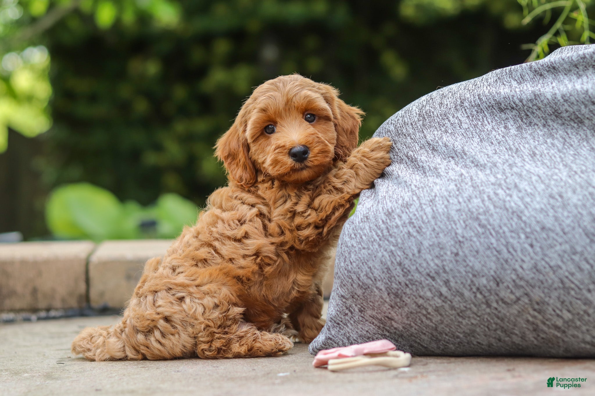 Maltipoo dogs Ranger - Ad 1