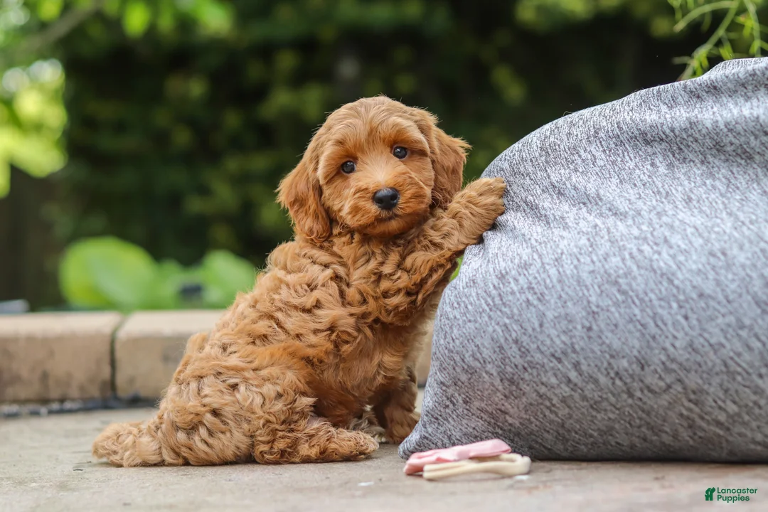 Maltipoo dogs for sale: Ranger - Ad 1