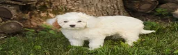 Mixed Breed dogs for sale: Thumbelina Munchkin Bernedoodle - Ad 3