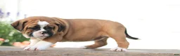 Beabull dogs for sale: Maple - Ad 3