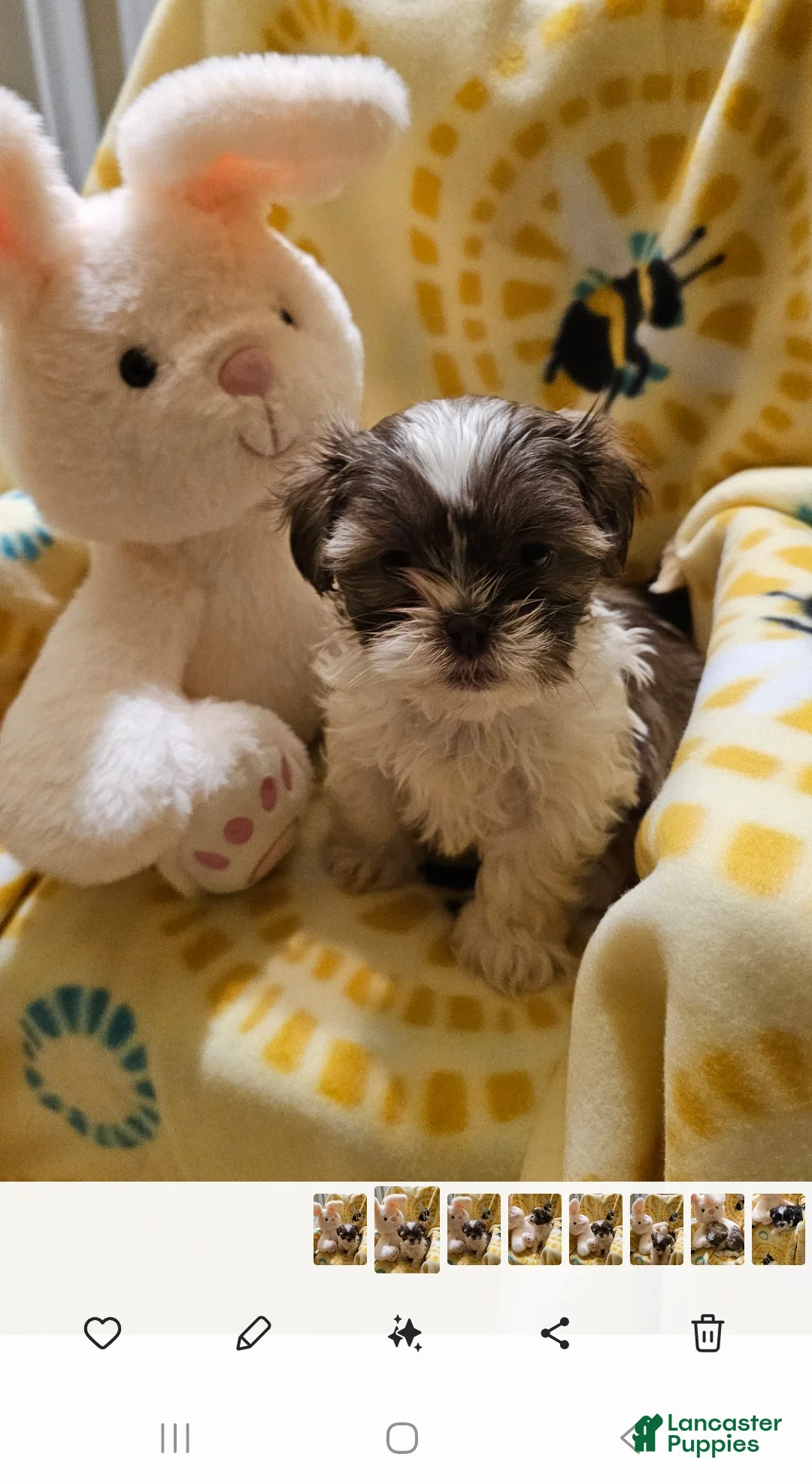 Shih Tzu dogs for sale: Missi - Ad 1