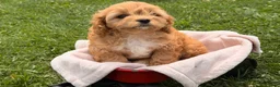Cockapoo dogs for sale: Sunshine  - Ad 4