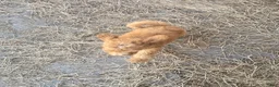 Goldendoodle dogs for sale: Teddie - Ad 3