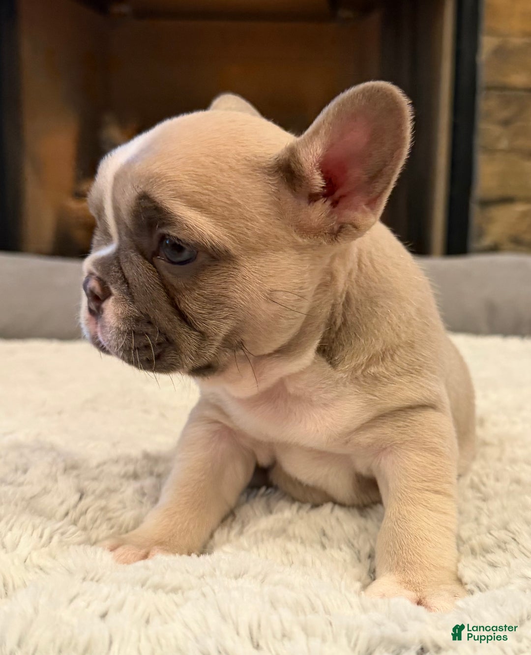 French Bulldog dogs for sale: Maybelline - Ad 5