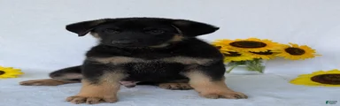 Bullet 