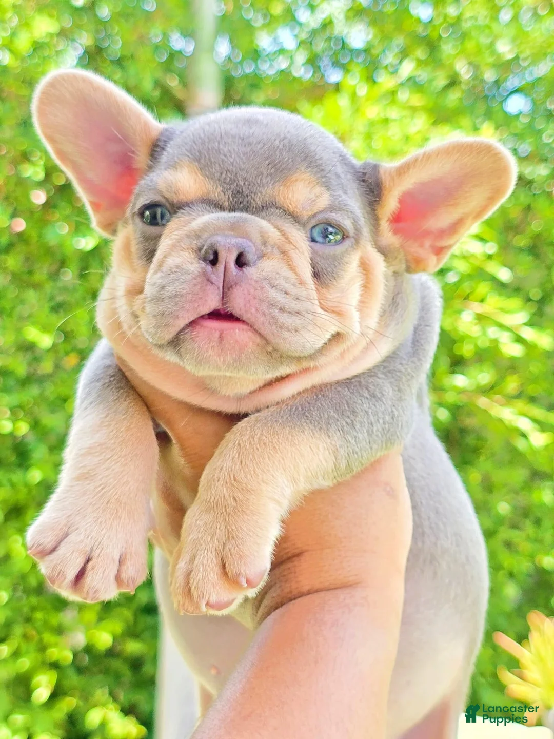 French Bulldog dogs for sale: Dudley - Lilac & Tan French Bulldog Puppy - Ad 2