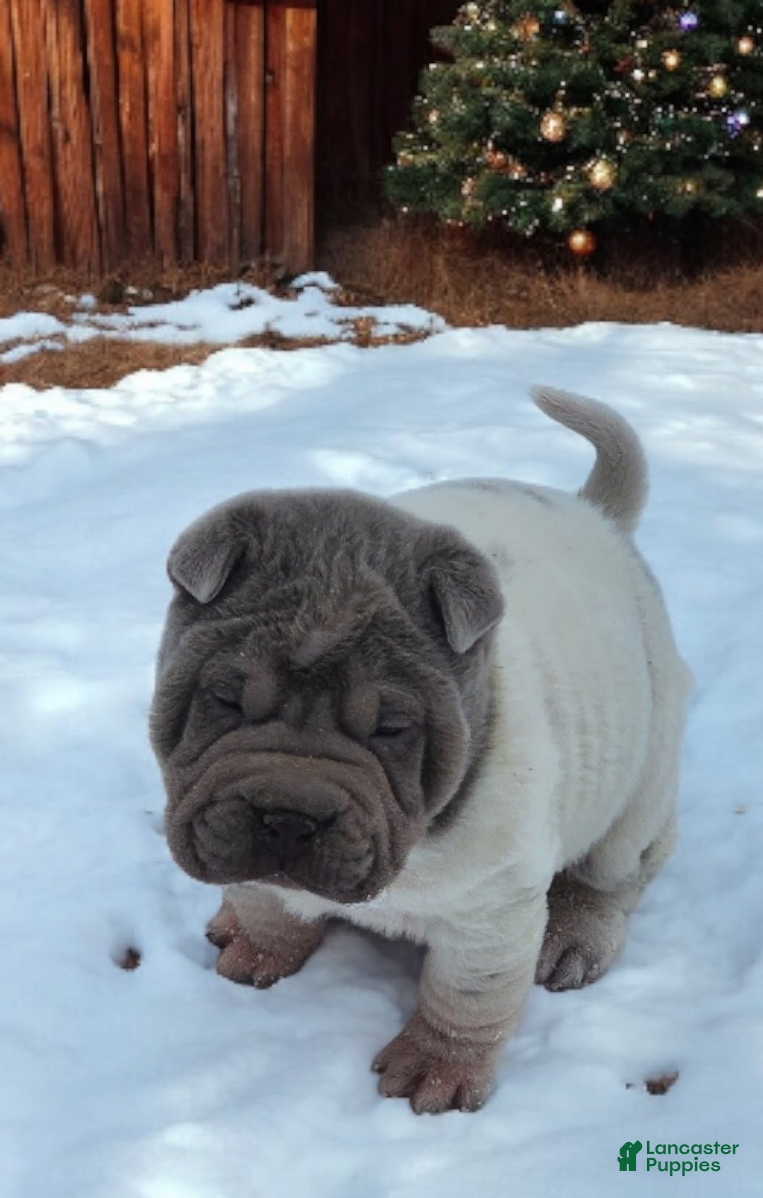 Shar Pei dogs for sale: Lilly lilac flower mini  - Ad 7
