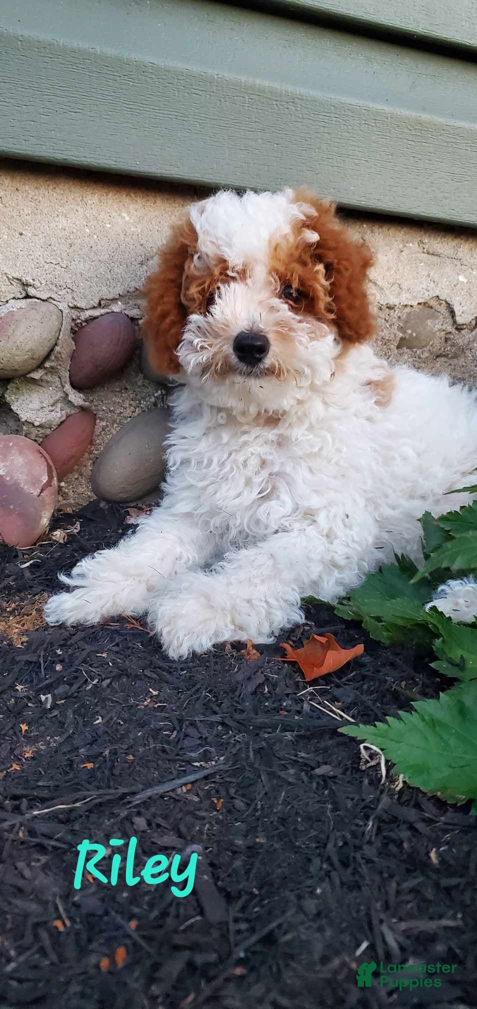 Toy Poodle dogs Riley - Ad 1
